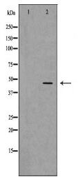 NGFR Antibody