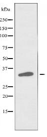 TAS2R45 Antibody