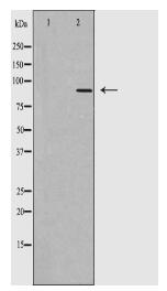 UBF1 Antibody