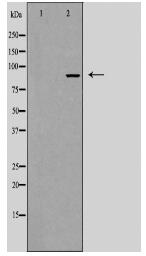 IL17RA Antibody