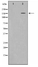 c-Met Antibody