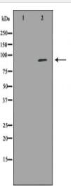 NEDD9 Antibody