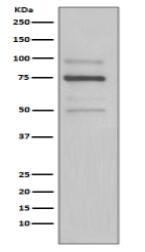 KDEL Antibody