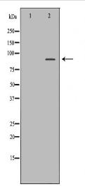 UHRF2 Antibody