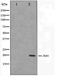 JM4 Antibody