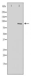 NTRK2 Antibody