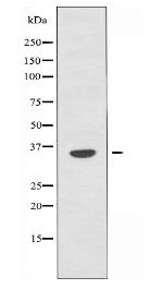 OPRD1 Antibody
