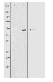 RPAP2 Antibody