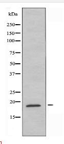 RPS27L Antibody