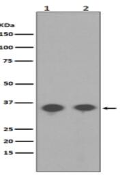 Phospho-PP2A alpha (Y307) Antibody