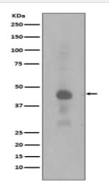 Phospho-Creb (S133) Antibody