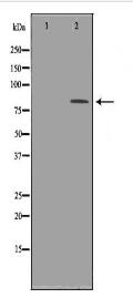 TP63 Antibody