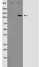 vinculin Antibody