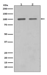 SATB1 Antibody