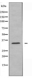 MRPL4 Antibody