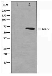 Ku70 Antibody