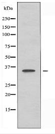 OR5D13 Antibody