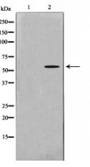 Src Antibody