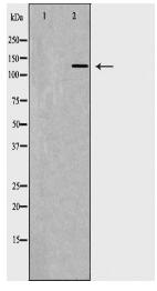 ITGAL Antibody