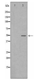 SYT1 Antibody