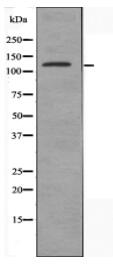 MN1 Antibody