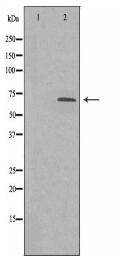 PHF1 Antibody