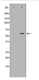 HSF2 Antibody
