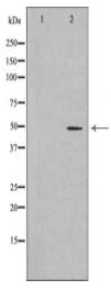 KRT17 Antibody