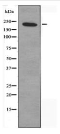 LAMB1 Antibody