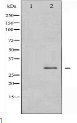 RFA2 Antibody