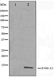 S100 A1 Antibody