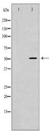 SEMG1 Antibody