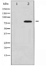 Synapsin Antibody