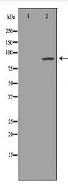 KCNH2 Antibody