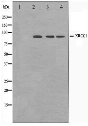 XRCC1 Antibody