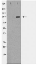 MCM2 Antibody