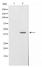 NRG1 isoform-10 Antibody