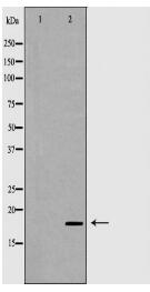 THY1 Antibody