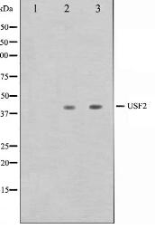 USF2 Antibody