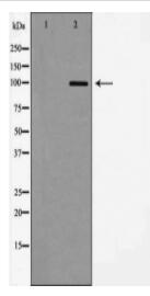 GluR8 Antibody