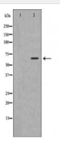 LMNA Antibody
