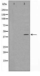 Gz-alpha Antibody