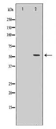 IMPDH2 Antibody