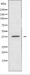 OR5I1 Antibody