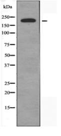 LAMA4 Antibody