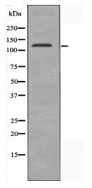 ZBTB40 Antibody