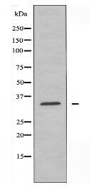 RALY Antibody