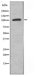MYBPC1 Antibody