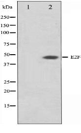 E2F4 Antibody