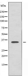 OR2W3 Antibody